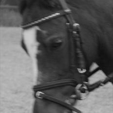 Anden særlig race Vedhaugaards Leander*