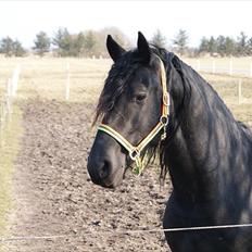Frieser Zeppelin Terplinggaard <3