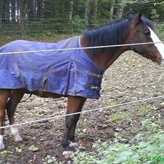 Welsh Pony (sec B) Mille