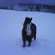 Welsh Pony (sec B) Mille