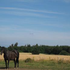 Dansk Varmblod Altere<3 Solgt d. 13-2-11