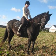 Dansk Varmblod Altere<3 Solgt d. 13-2-11