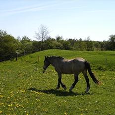 Anden særlig race Nellie R.I.P <3 