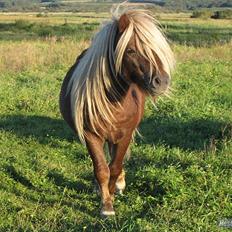 Shetlænder Vestbjergs Top