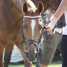 Welsh Cob (sec D) Amber