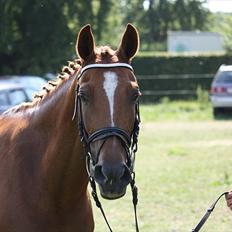 Welsh Cob (sec D) Amber