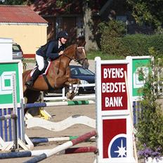 Welsh Cob (sec D) Amber