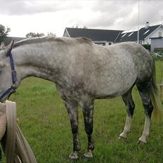 Anden særlig race aslan