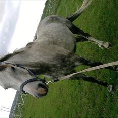 Anden særlig race aslan