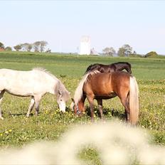 Islænder Stássa fra Søgård