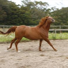 Anden særlig race Teddy