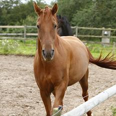 Anden særlig race Teddy