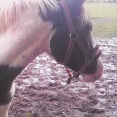 Pinto Baloo (savnet)