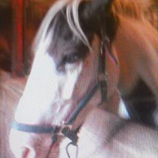 Pinto Baloo (savnet)