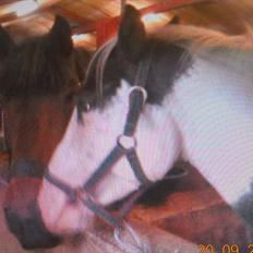 Pinto Baloo (savnet)