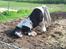 Irish Cob Dipsy - I Will Always Be Your Friend i:.