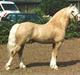 Welsh Pony af Cob-type (sec C) Rytterbjergets Imperial