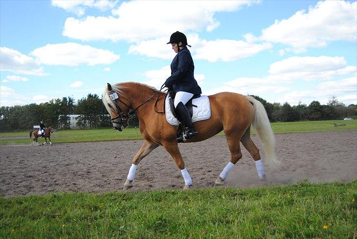 Tyroler Haflinger Formela "Zindy" billede 1