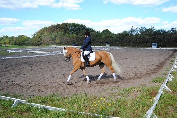 Tyroler Haflinger Formela "Zindy" billede 2