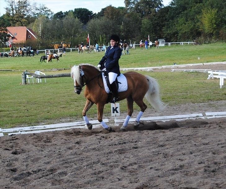 Tyroler Haflinger Formela "Zindy" billede 3