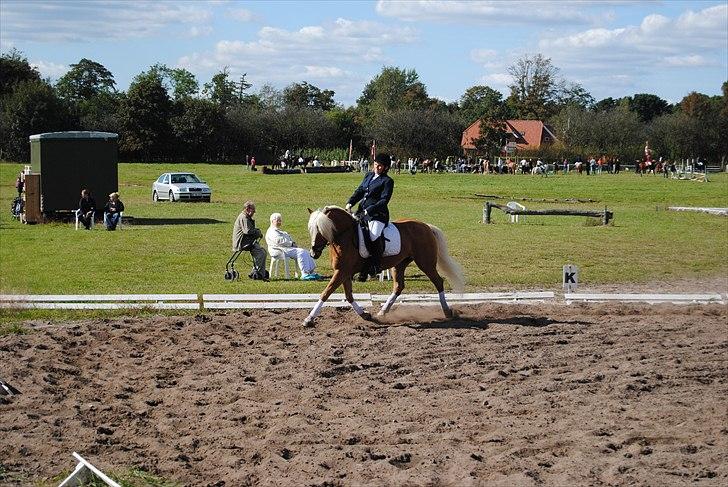 Tyroler Haflinger Formela "Zindy" billede 4