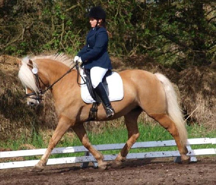 Tyroler Haflinger Formela "Zindy" billede 5
