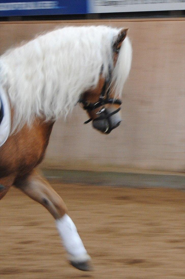 Tyroler Haflinger Formela "Zindy" billede 6