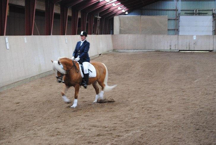 Tyroler Haflinger Formela "Zindy" billede 7