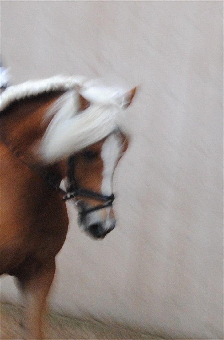 Tyroler Haflinger Formela "Zindy" billede 8