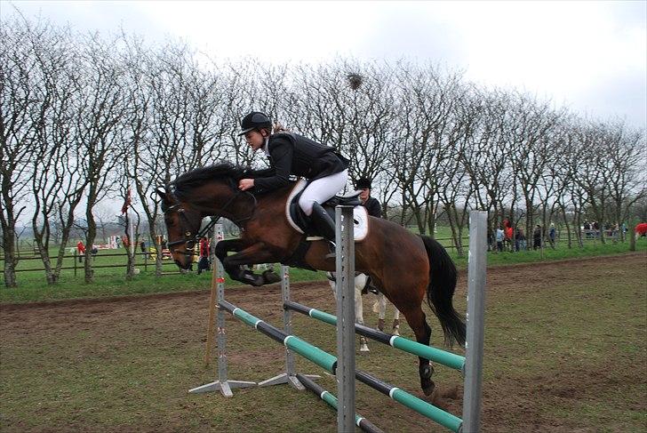 Hollandsk Sportspony Cupido <3 - min søs og pips på opvarmningen i løgstrup. de blev nr. 3 ! <3 billede 1