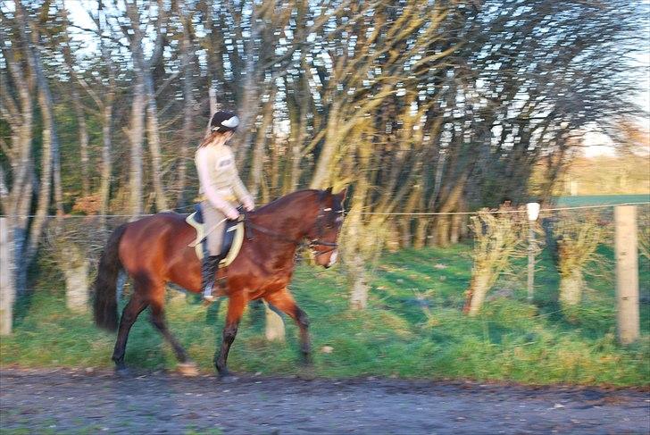 Hollandsk Sportspony Cupido <3 - mig og pips dressur, nov. 10 <3 billede 3