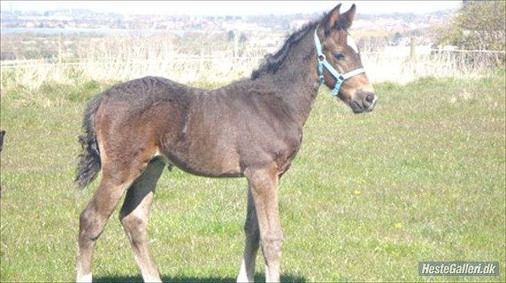 Oldenborg Okholms Armani II - Armani, da han var lille (gamle ejers billed) :-D billede 2