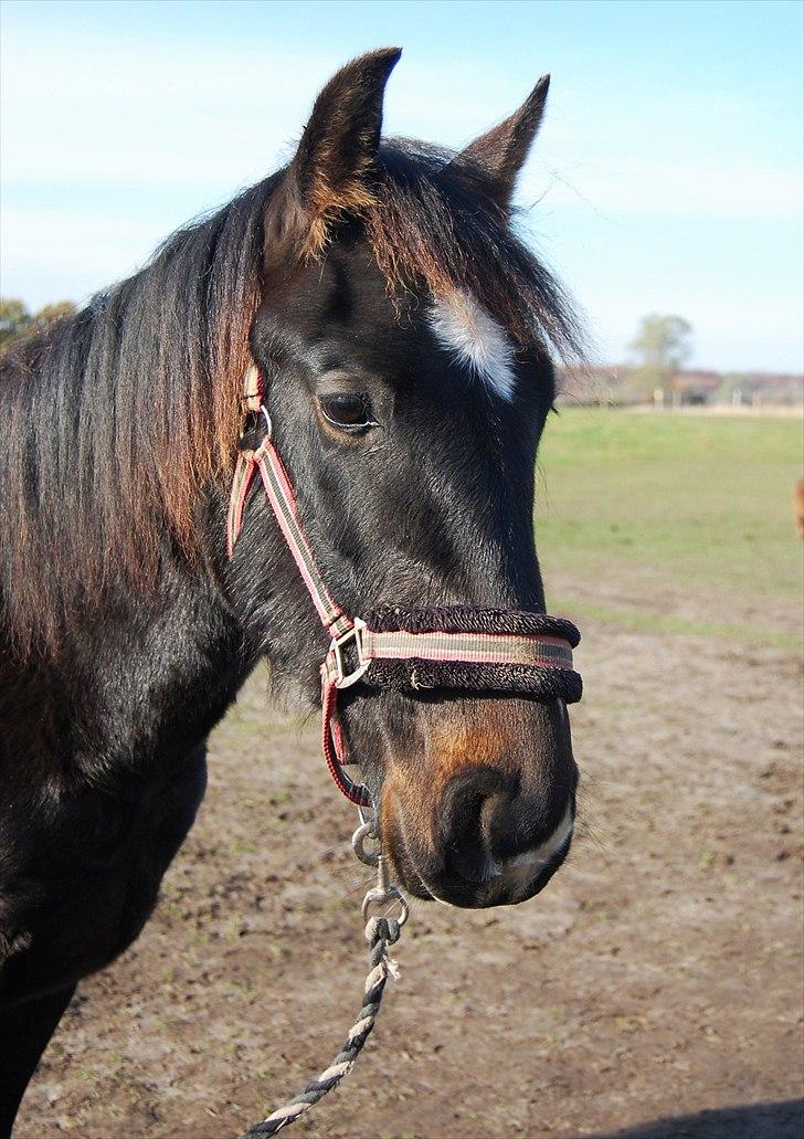 Oldenborg Okholms Armani II - Da vi var over og se ham :-) <3 Foto: Casper billede 3