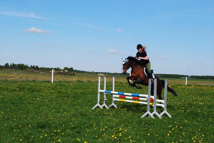 Hollandsk Sportspony Cupido <3 - sommertræning, på græsbanen :D <3 billede 5
