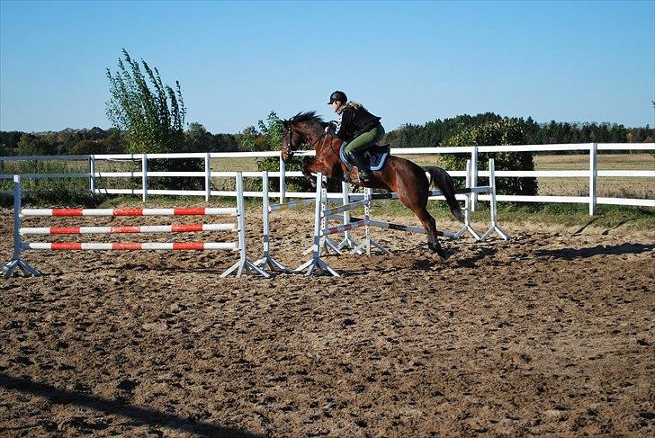 Hollandsk Sportspony Cupido <3 - vinter-springtræning :) <3 billede 7