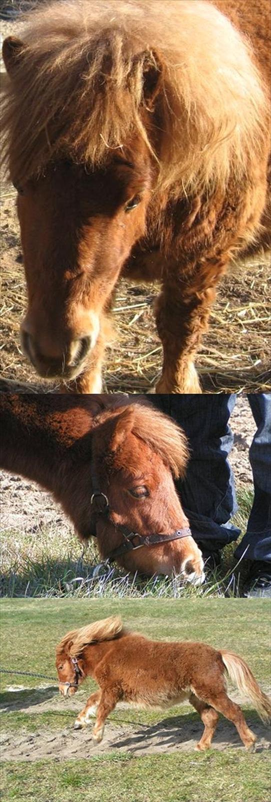 Anden særlig race Sille ll - Uld totten (:<3 Da vi lige havde fået hende :D billede 8