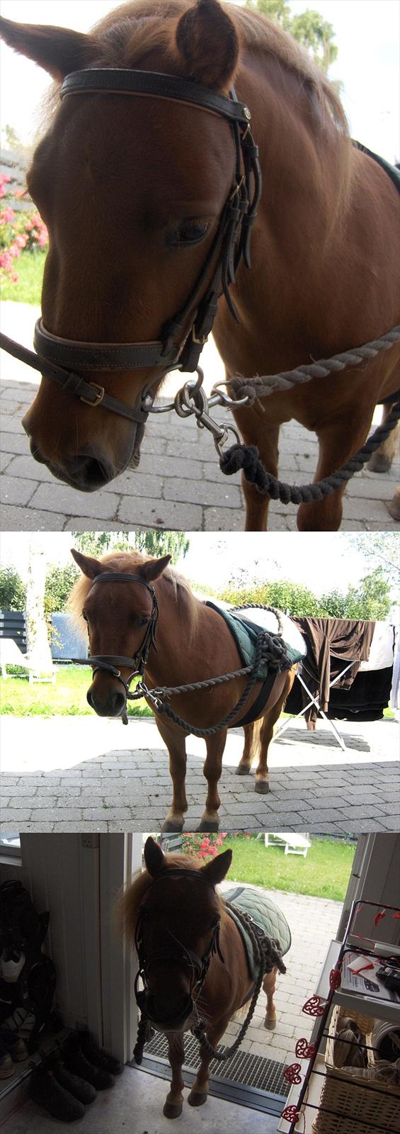 Anden særlig race Sille ll - Den smukke i trense, hun er såå fin (:<3 billede 9