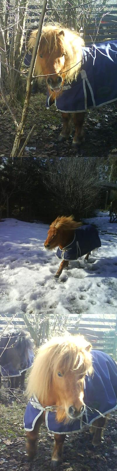 Anden særlig race Sille ll - Fræsserfimsen i sneen. <3 billede 11