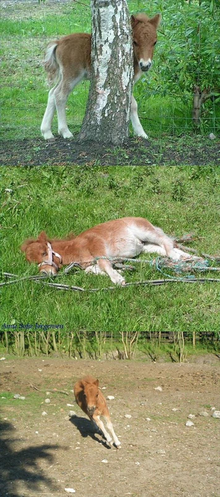 Anden særlig race Sille ll - Skønheden! Som baby(:<3 billede 12