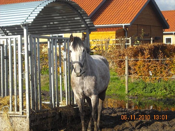 Hollandsk Sportspony MoonShine billede 2