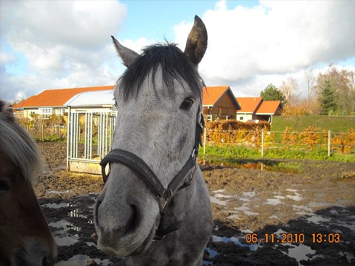 Hollandsk Sportspony MoonShine billede 3