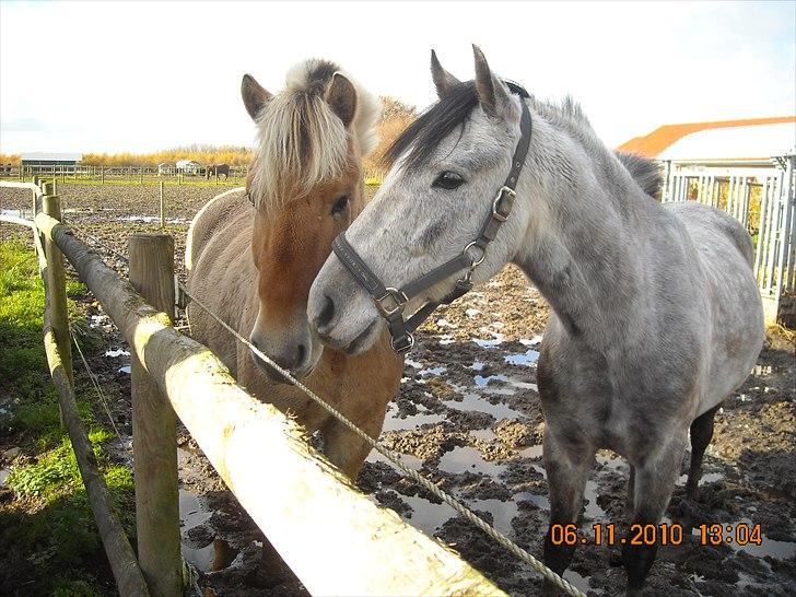 Hollandsk Sportspony MoonShine billede 5