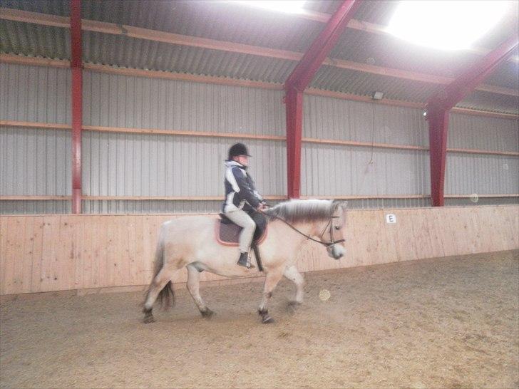 Fjordhest Gazall Tyler *Himmelhest d. 13/9 2011* - Nyt  billede 17