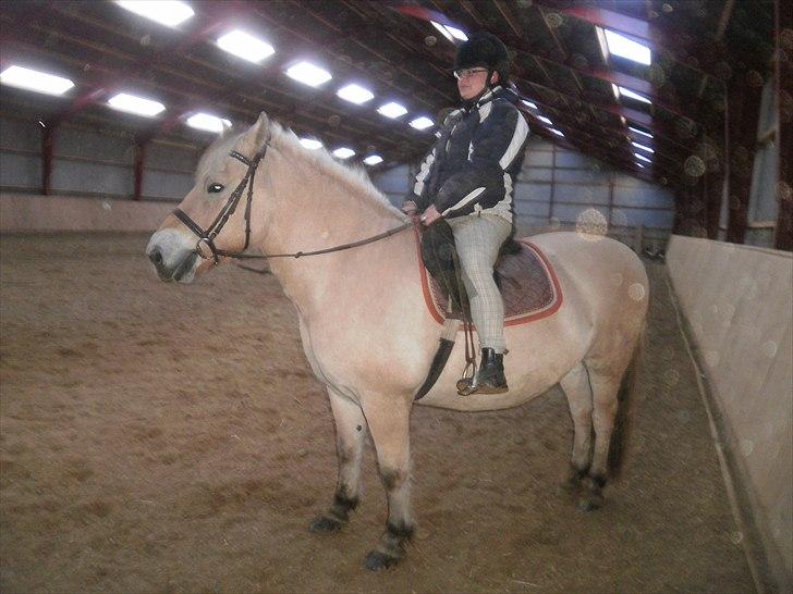 Fjordhest Gazall Tyler *Himmelhest d. 13/9 2011* - Nyt billede 18