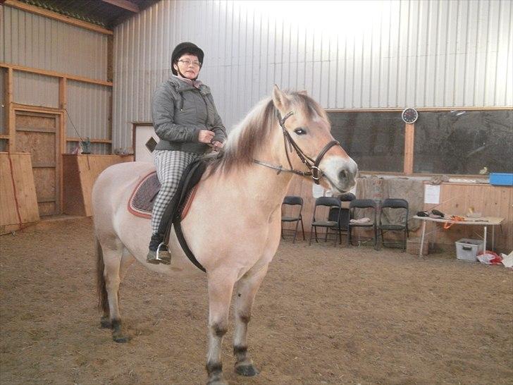 Fjordhest Gazall Tyler *Himmelhest d. 13/9 2011* - Nyt! Min mor prøver Tyler efter en pause fra ridningen på 13år, det kan man ikke se. billede 19