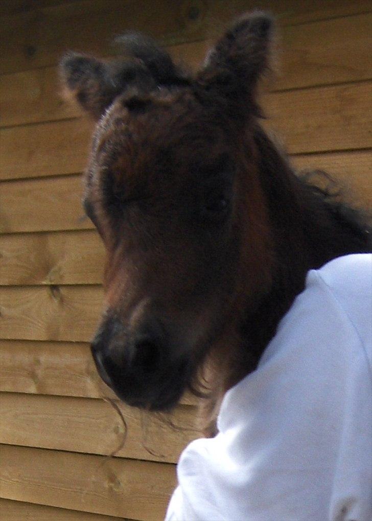 Anden særlig race Pindstruphavens Nova - Halløj smukke? :D billede 2