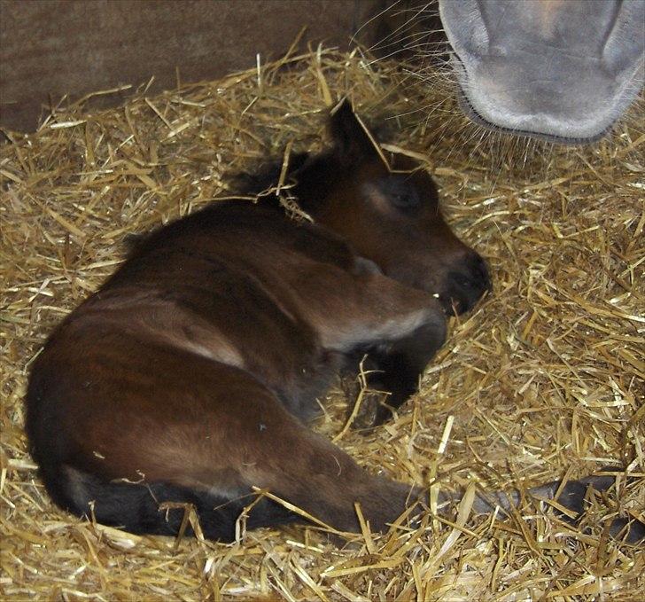 Anden særlig race Pindstruphavens Nova - Lille Nova sover i boksen hos mor Sille <3 billede 3