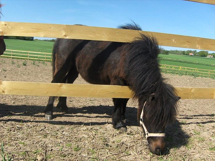 Anden særlig race Pindstruphavens Nova - Hun er så kæææær! :* GRÆS !!! billede 4