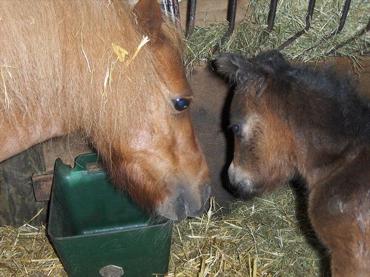 Anden særlig race Pindstruphavens Nova - Mad-glade dyr <3 billede 5
