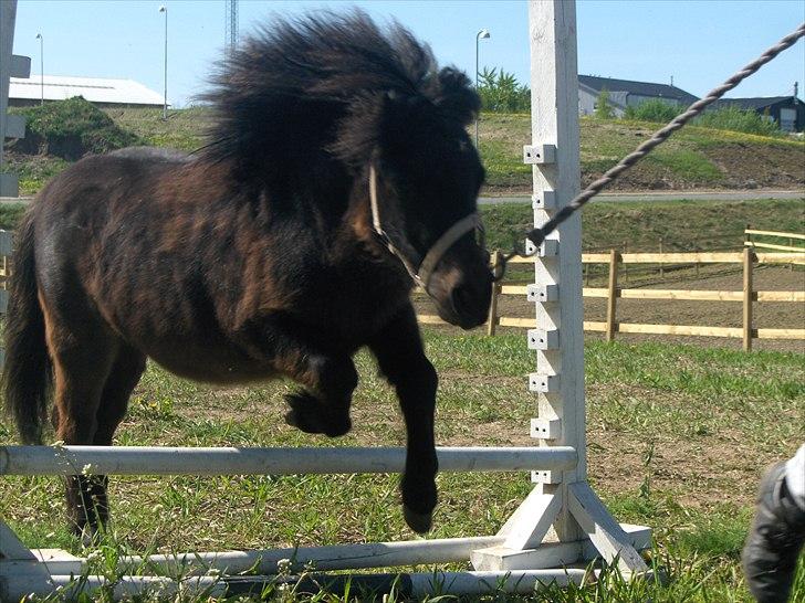Anden særlig race Pindstruphavens Nova - Første spring for Nova :D billede 6